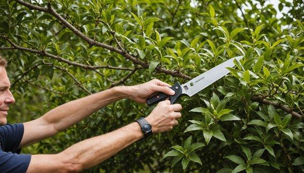 Découvrez l'élagage : conseils, prix et bonnes pratiques