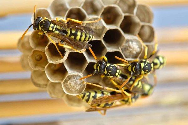 Par quels moyens se débarrasser d’un nid de guêpes ?