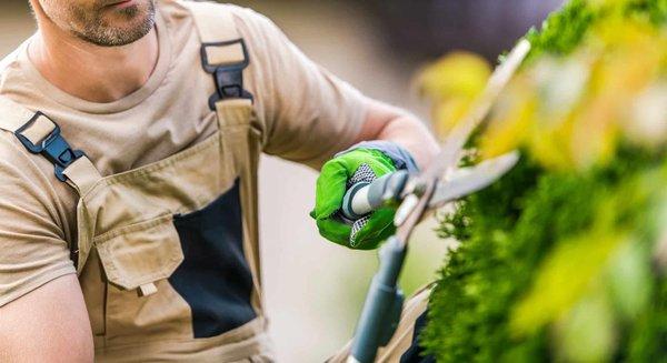 Top 4 des outils Bosch indispensables pour entretenir son jardin