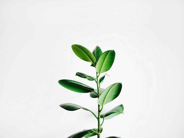 Quelles sont les meilleures plantes pour créer un jardin de balcon résistant au vent ?