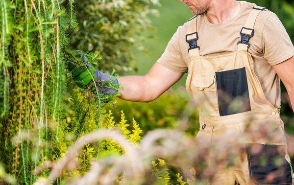 Transformez votre espace extérieur avec notre jardinier paysagiste à Ancenis
